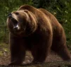 Grizzly163